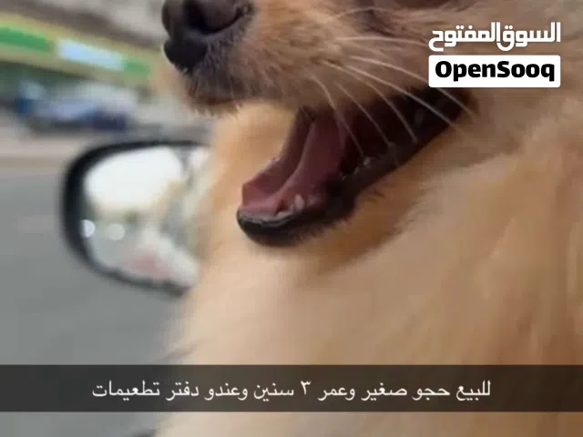 كلاب بومرينيان