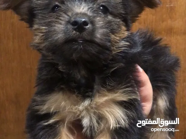 للبيع يورك شاير نثيه وذكر