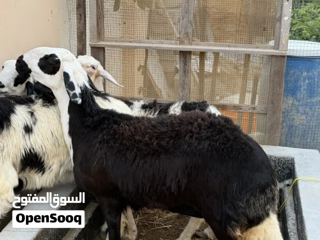 للبيع اقراء الوصف لايفوتك