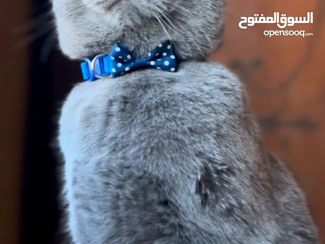 قط للبيع بسعر مغري