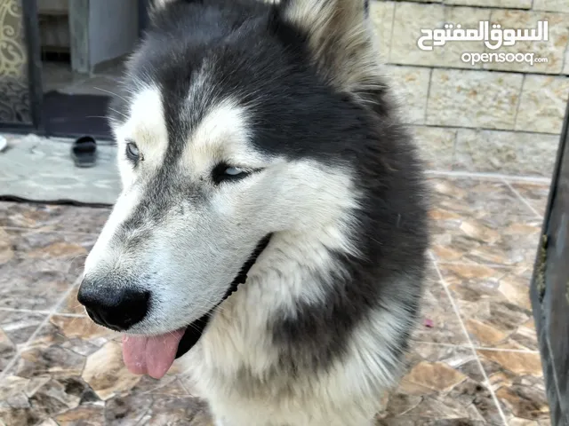اناثي هاسكي للبيع