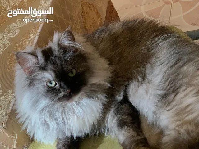 Fluffy grey Siberian female cat with greenish hazel eye for sale