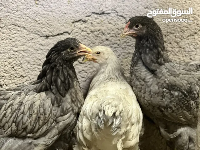 ديج ودجاجه براهما بلو لون مميز استيراد تركيا