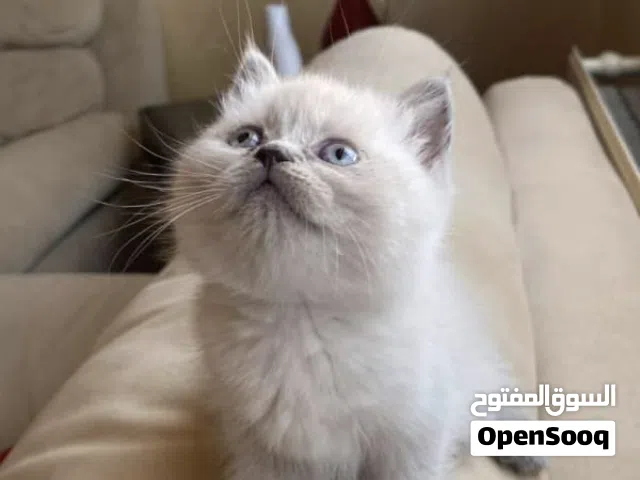 قطه هملايا سكوتش