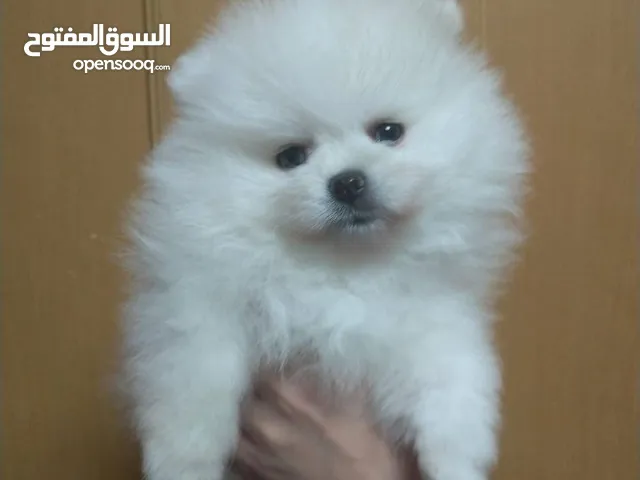 Pomeranian puppy