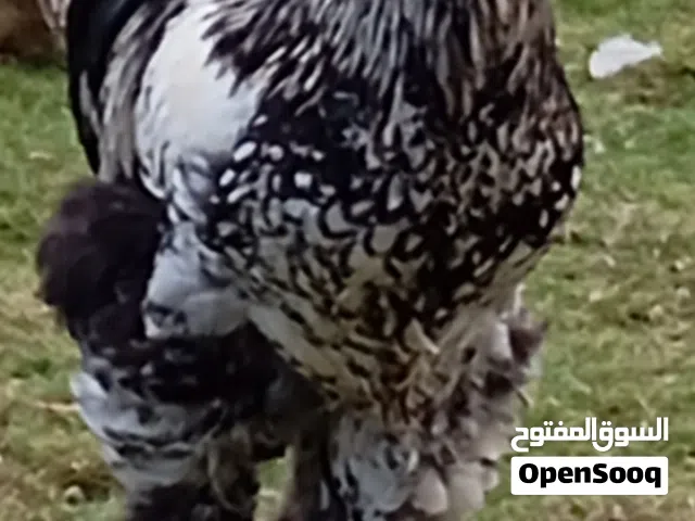 دجاج براهما