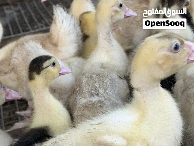 بط مصري لون ابيض