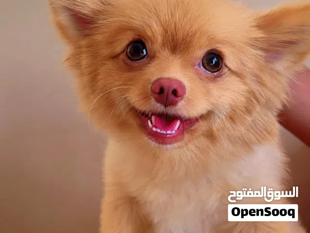 أنثى كلب بيرميرنيان للبيع