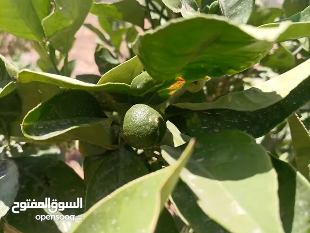 مزرعه للبيع مادبا لب