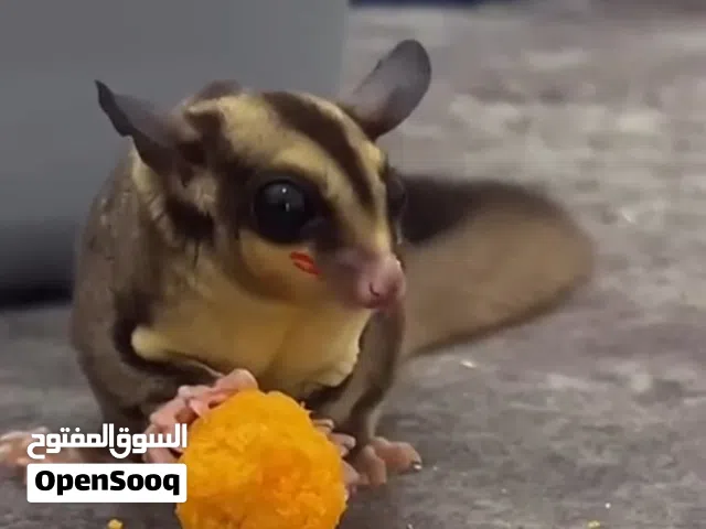 شوجر جلايدر