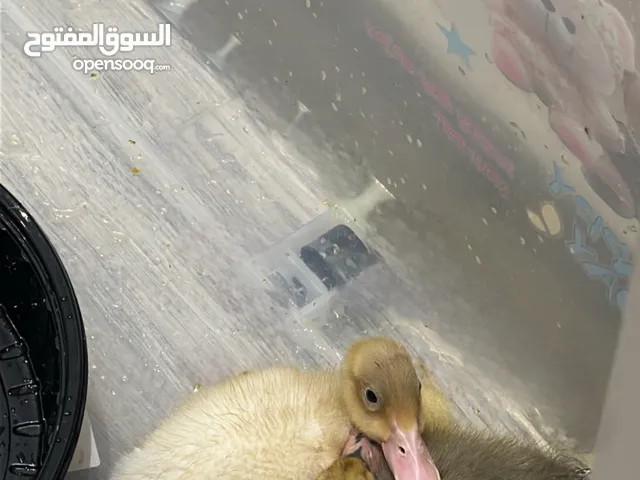 بط ثنتين ب 100