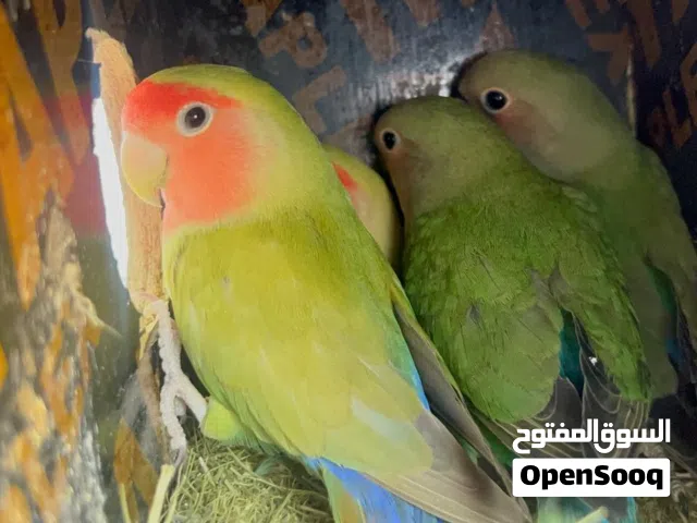 زوج روز منتج رد فيس  الوصف مهم في حال اخذ الزوج مع الفرخ سعر اقل