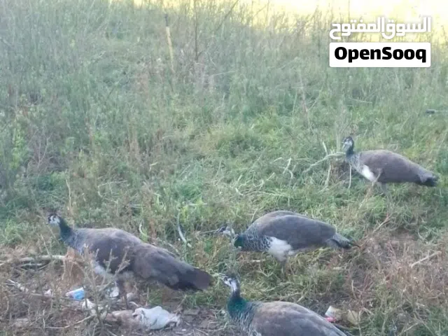 دكر وخمسه اينات طاوس