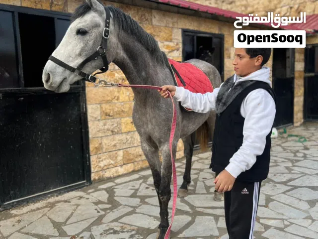 فرس نخب النخب