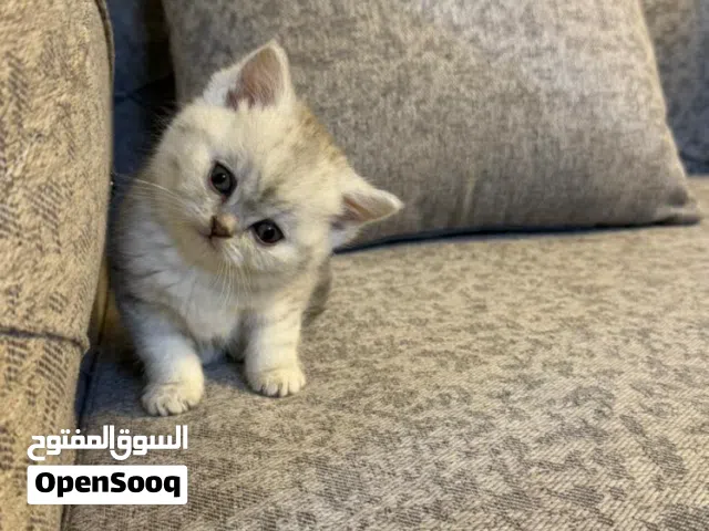 كيتن انثى سكوتش ستريت