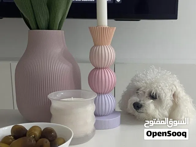 توي بودل للبيع Toy Poodle