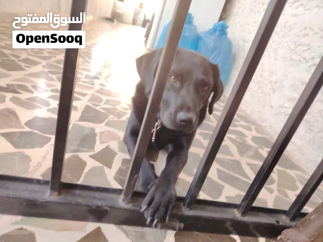 للبيع: أنثى لابرادور ريتريفر (Labrador Retriever)  فرصة مميزة لاقتناء أنثى لابرادور بعمر سنة و6 أشهر