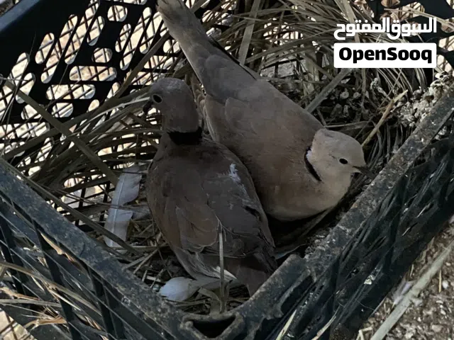 حمام محلي للبيع عفاد