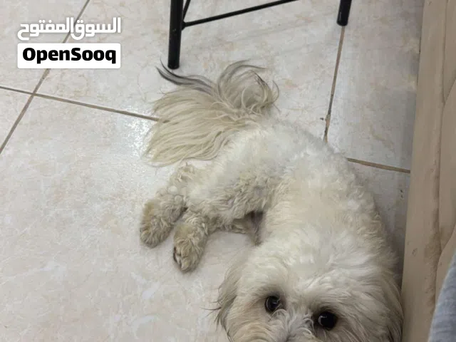 كلب مالتيز