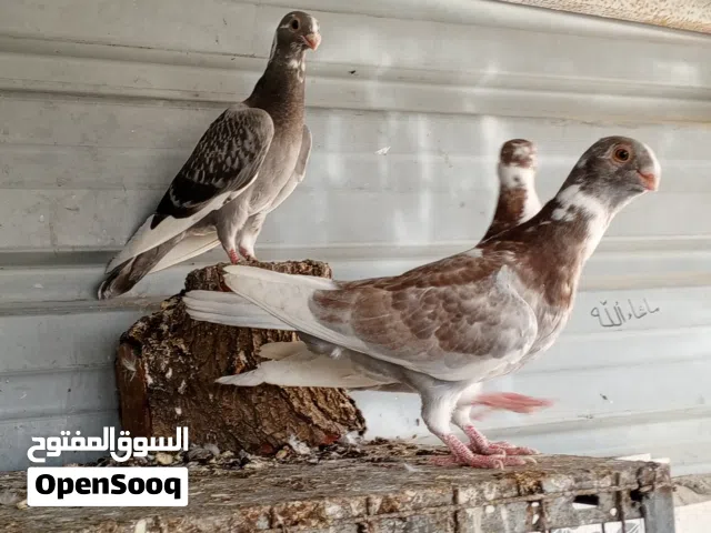 6 حبات فراخ بواقي 4 أو 9 ثلث بلق وثلث قرنفليات