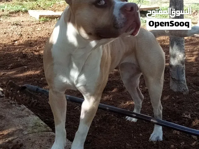 انثى اميركان بيتبول للتزاوج