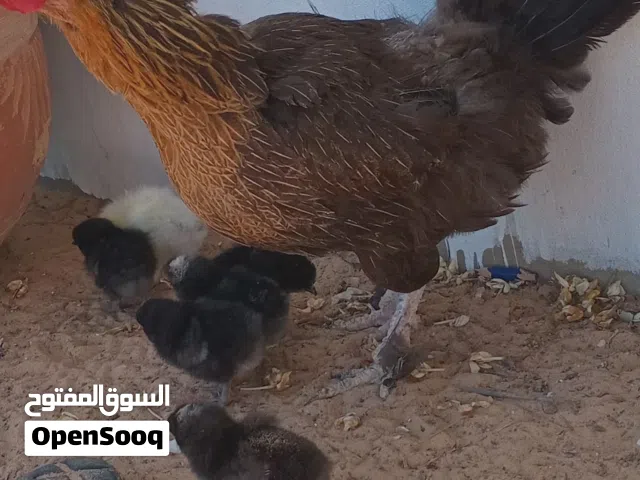 دجاج عربي مخلط تحتها 9 فلاليس دجاج عربي مخلط تحته 9فلاليس