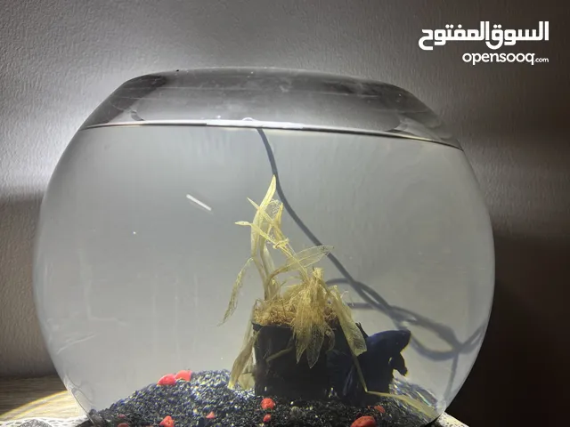 حوض أسماك حجم كبير مع سمكة فايتر