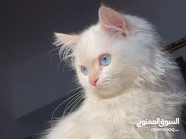 قطه شيرازي عمرها 4 اشهر