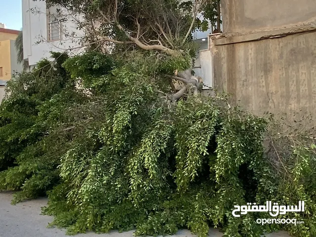 قص وتقليم اشجار و جز العشب خدمة نقل المخلفات