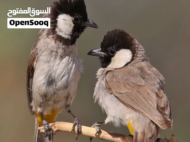 اتبنى طير البلبل أبيض الخدين