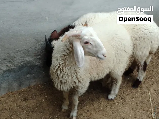 زوز حوالة عيد للبيع