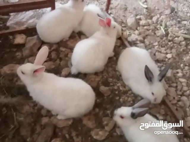 تسع ارانب فرنسي