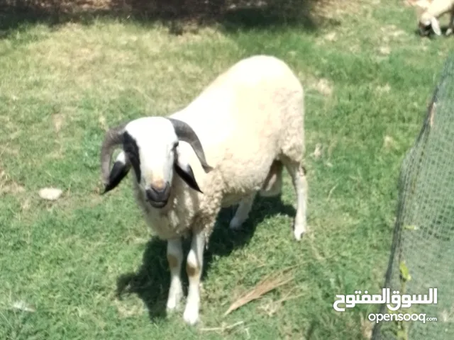 خروف وطني الله يبارك في رزق الجميع