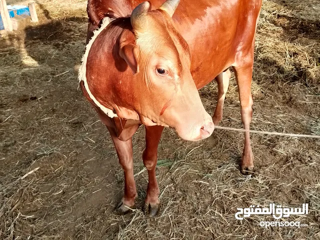للبيع اضاخي العيد مختلف العمر