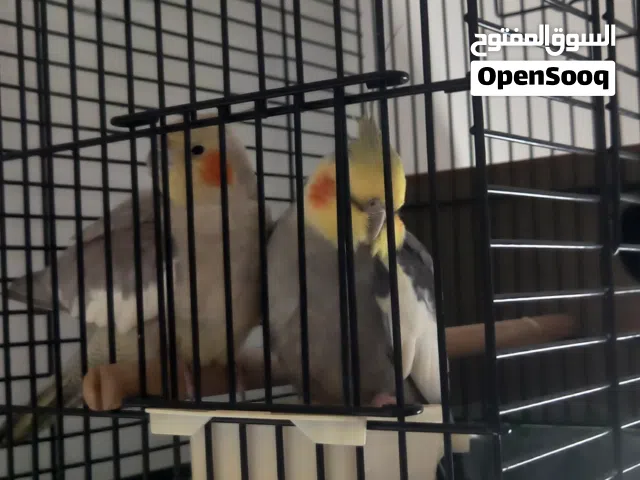 جوز كوكتيل للتبديل او للبيع