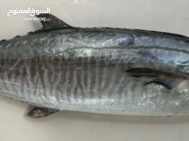 الان في صنعاء خدمة بيع الاسماك الطازجة بجودة ممتازة جدا بأقل من اسعار المطاعم وخدمة التوصيل للمنازل