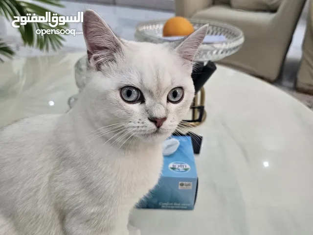 قط شنشيلا سيلفر العمر 5 شهور ذكر
