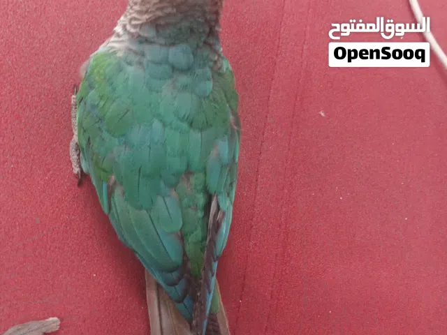 كنيور بلو شيك اليف هدد متكلم