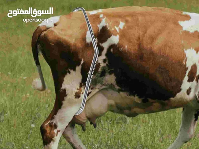 عرض مؤقت / مانع الحركة للأبقار أثناء الحلب صناعة تركية من شركة ميلاستي يتناسب مع جميع أنواع الأبقار
