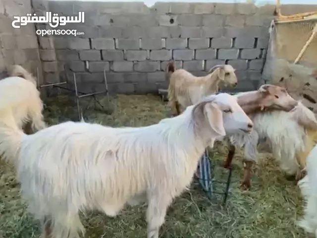 جدايه للبيع اضاحي للعيد بعمر سنتين ويوجد حجز