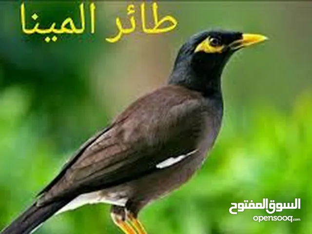 فراخ مينا زق