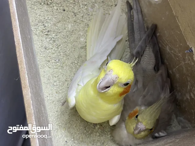 جوز كوكتيل شغالات معهم فرخين