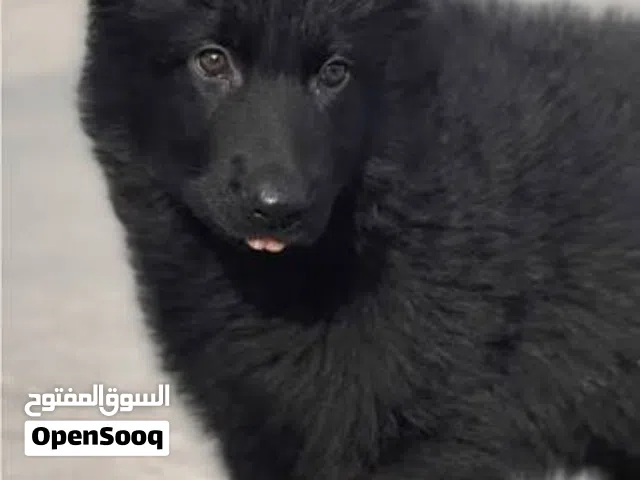 متاح جراو جيرمن شيبرد شولاين رويل بلاك وبلاك اندتان