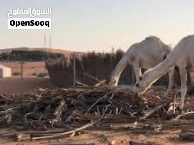 لاصحاب الحلال في ليوا يوجد سعف نخيل او جريد في المزرعه مجانا