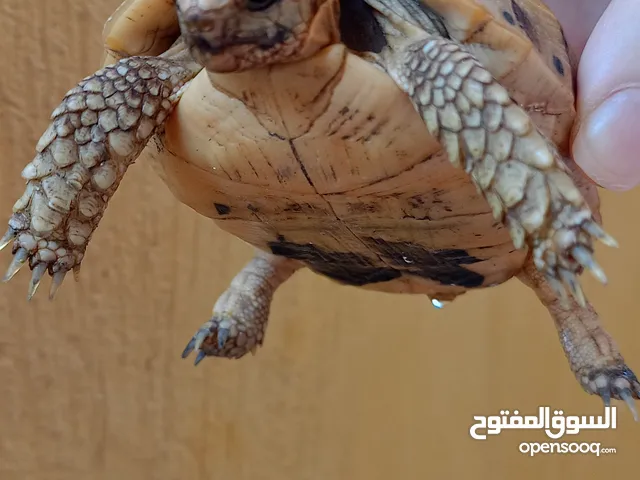 سلحفاء بنت نوعها يوناني وحجمها اصغر من كف الايد تقريبا ..نشيطة جدا وبتمشي بسرعة عكس الصحراوي لبيع