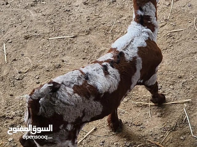 تيس لون جيشي من الحلال الصلالي