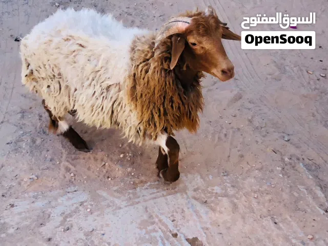 خروف وطني العمر 9 شهور معلف نخالة وقضب وعلفة ثلاتية للبيع  ساوم