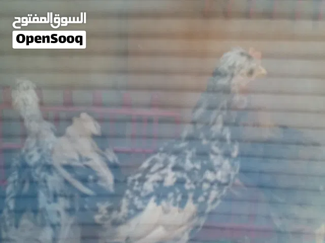 فروجات كما في الصوره