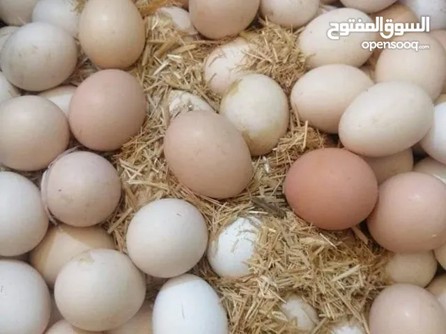 بيض دجاج عرب لتفقيس