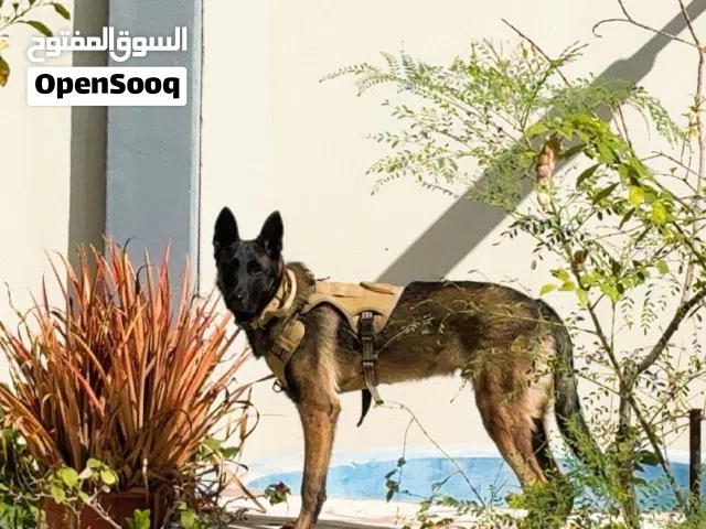 كلب مالينوا